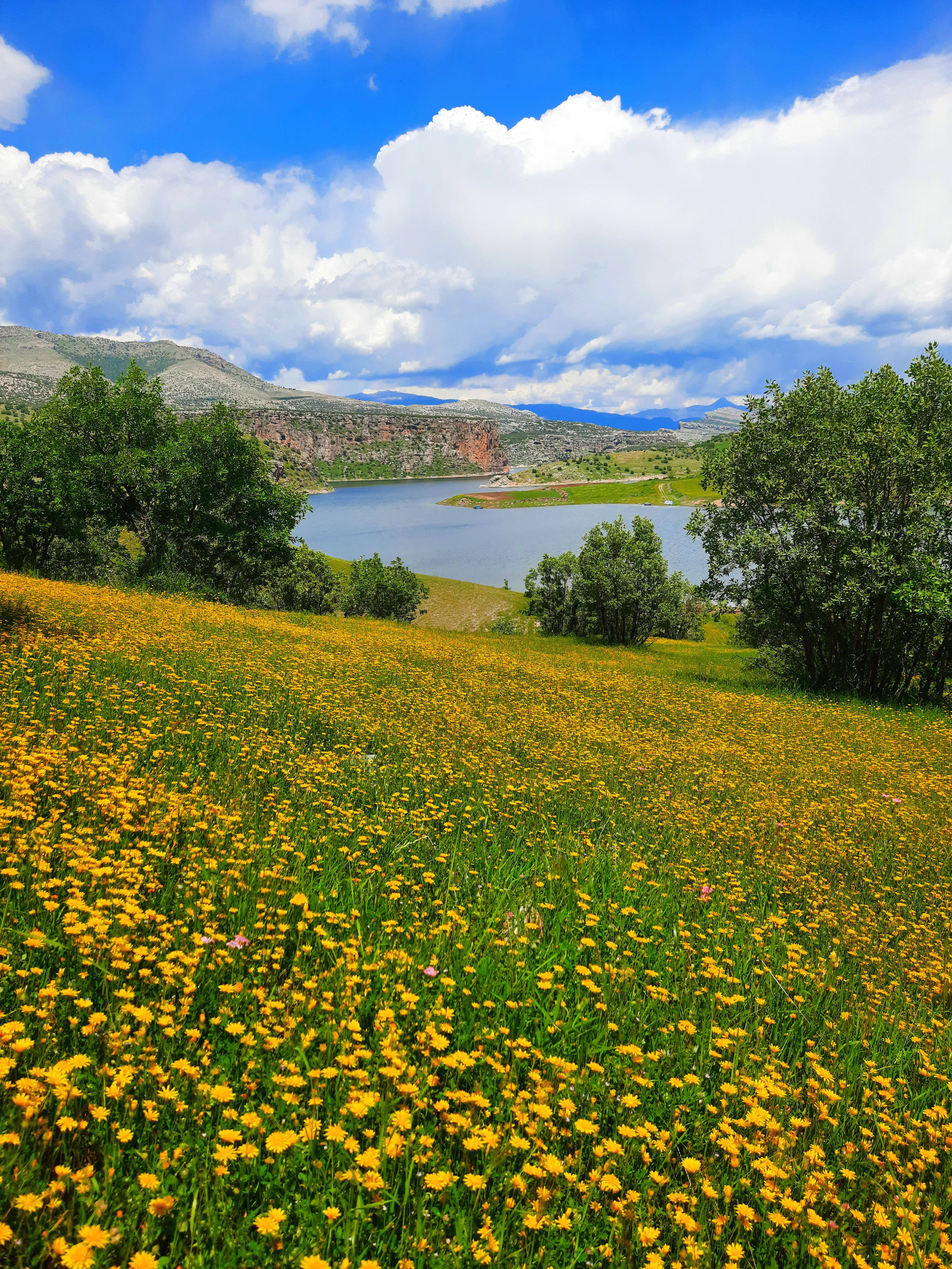 Flowers on Hill and River behind · Free Stock Photo