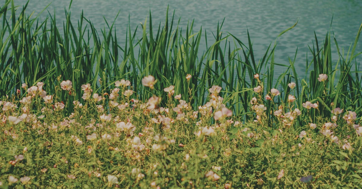 Flowers and Green Rushes near Water · Free Stock Photo