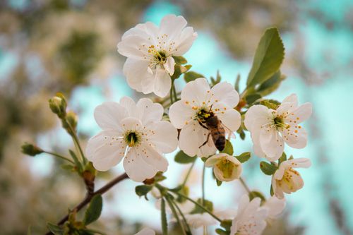 Free A close-up of a bee pollinating cherry blossoms on a sunny spring day. Stock Photo