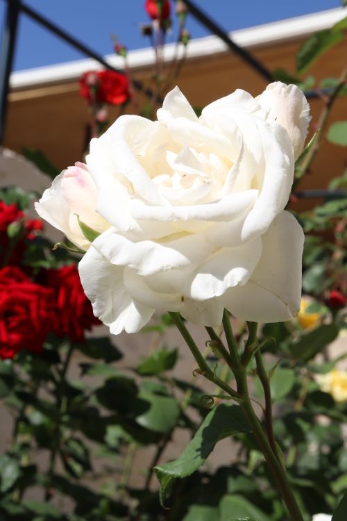 Free stock photo of beauty, blanca, flower Stock Photo