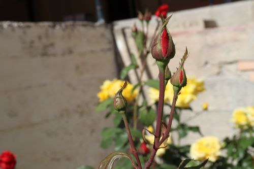 Free stock photo of beauty, flower, flower bud Stock Photo
