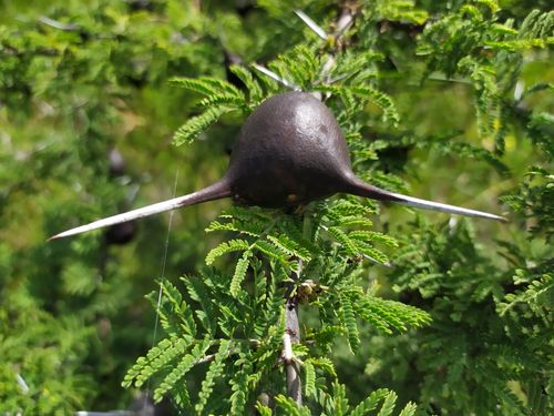 Free Whistling Thorn Acacia Stock Photo