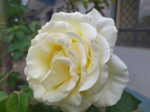 Free White Rose Flower Stock Photo