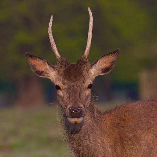 Young Red Deer Stag