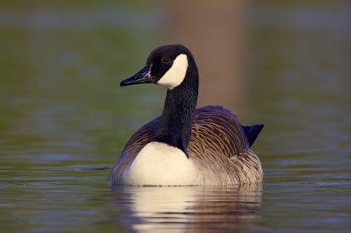 Close-up of a Canada Goose Swimming in the River