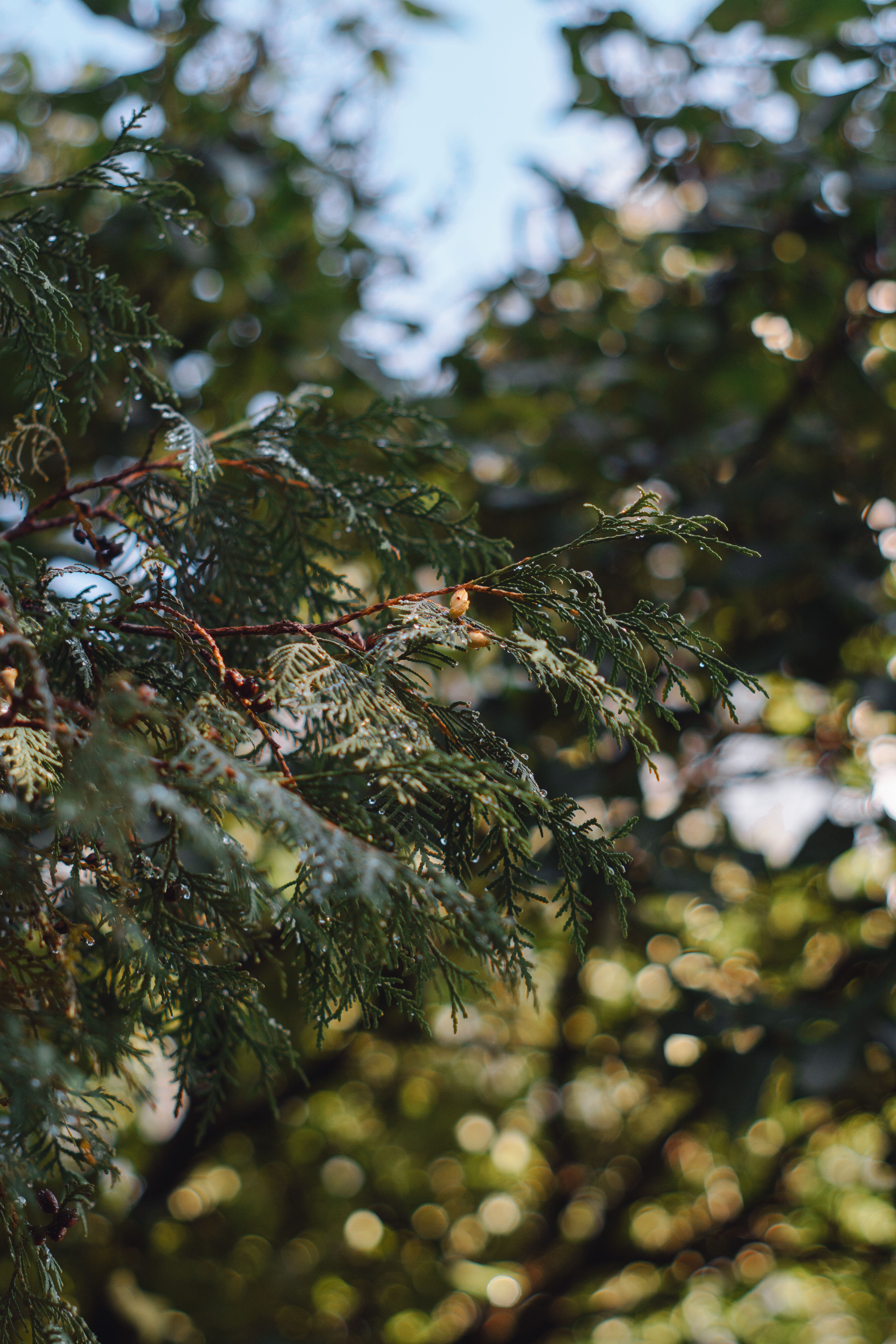 Close up of Evergreen Leaves · Free Stock Photo