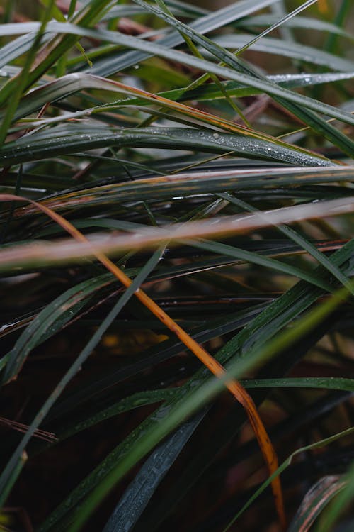 Close-up of Wet Grass