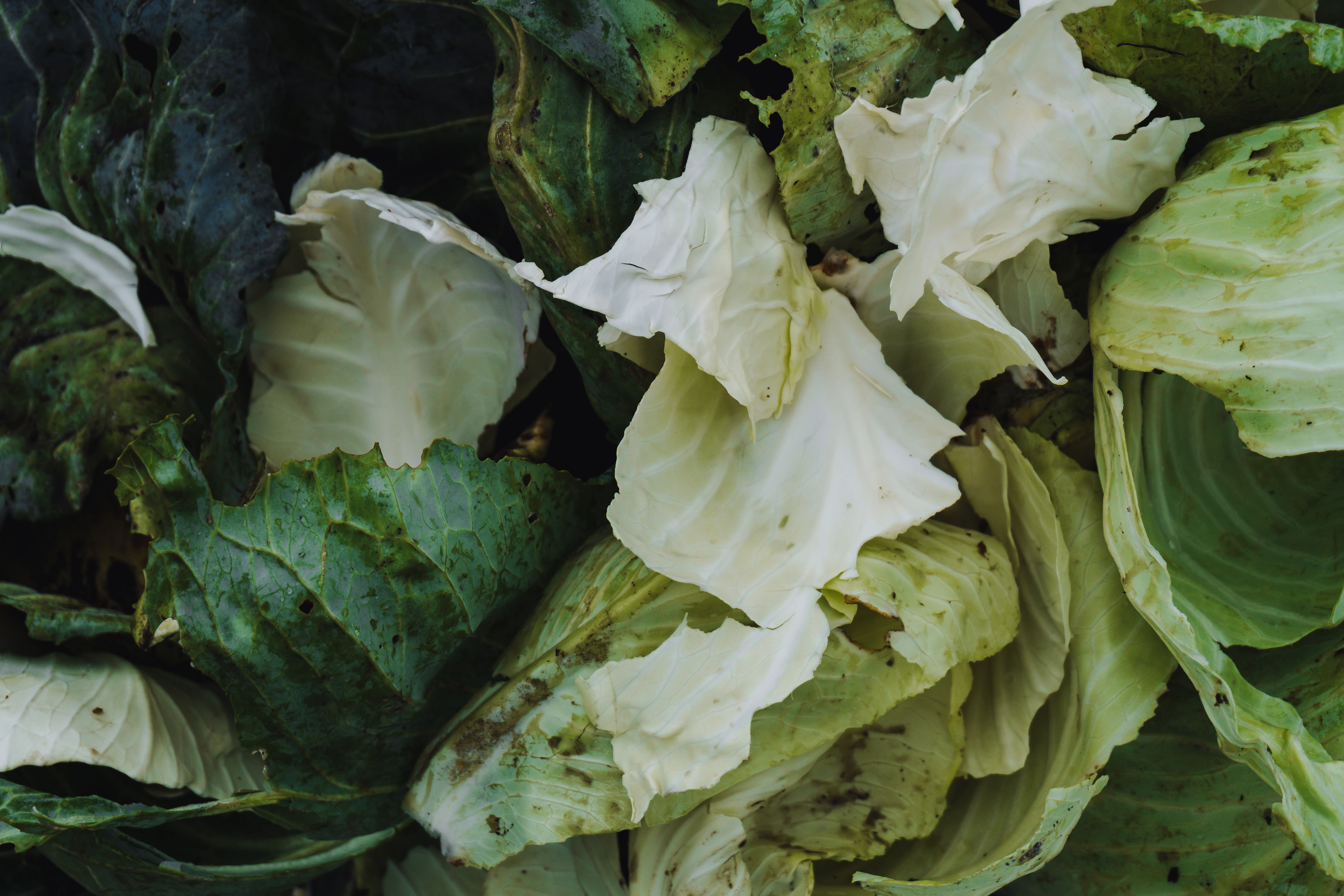 Foto: Max Bonda / Pexels