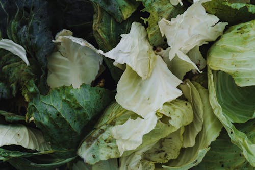 Green Cabbage Leaves