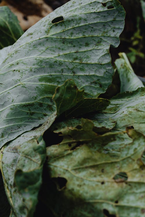 Darmowe zdjęcie z galerii z kapusta, liście, martwa natura