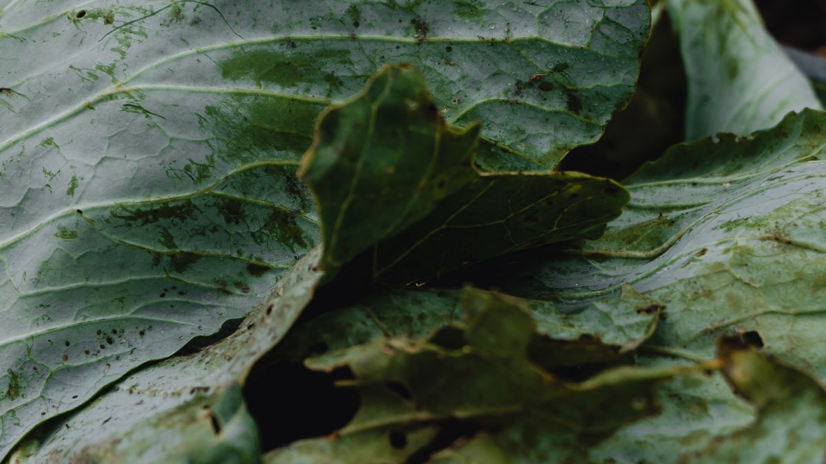 Techniques de lutte biologique contre les ravageurs du potager en automne