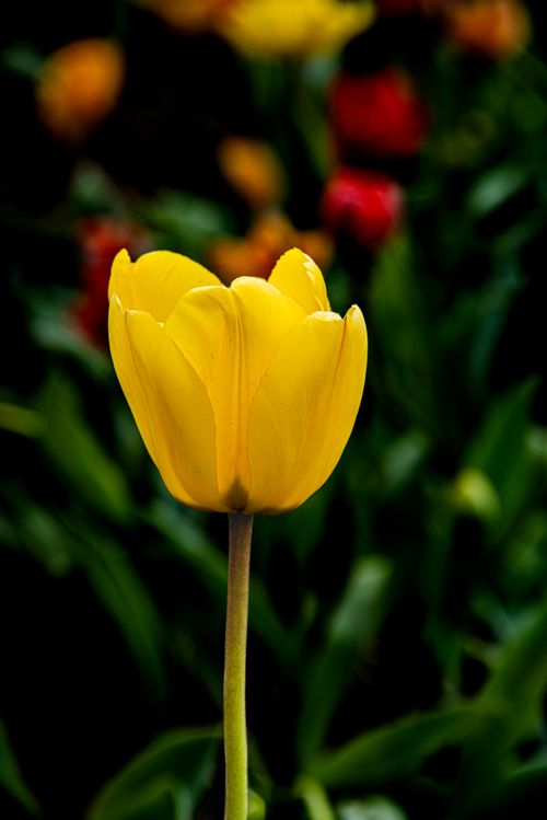 Free Close-up of a vibrant yellow tulip in full bloom against a lush green and colorful background. Stock Photo