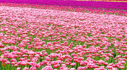 Безкоштовне стокове фото на тему «весна, квіти, квітучий»