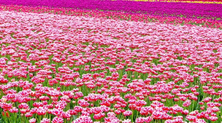 Field Of Pink And Purple Flowers