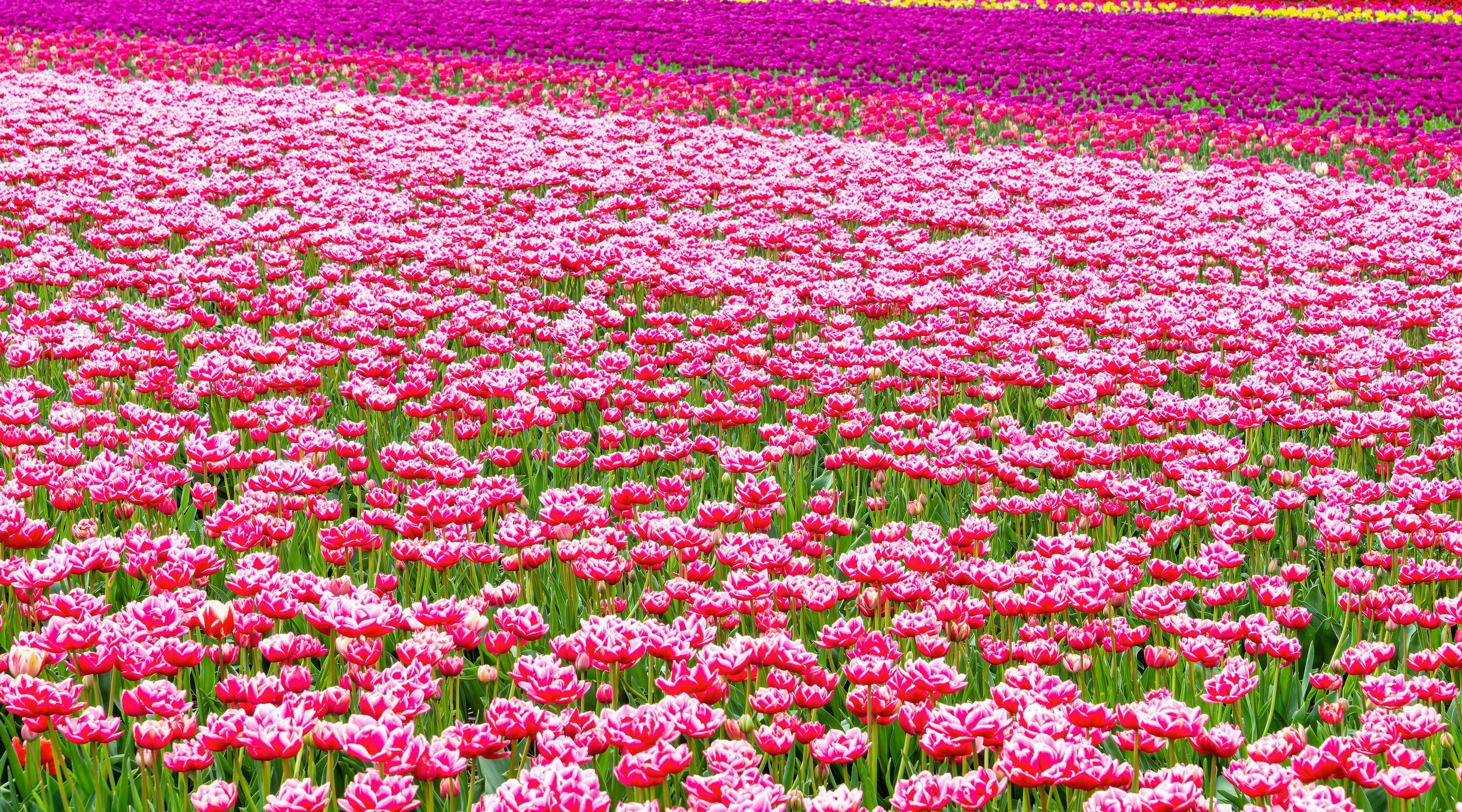 Field of Pink and Purple Flowers · Free Stock Photo
