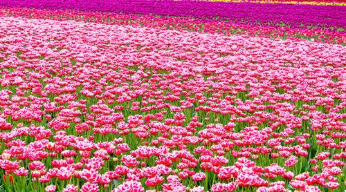 Free A stunning field of pink and purple tulips blooming in spring, capturing nature's beauty. Stock Photo