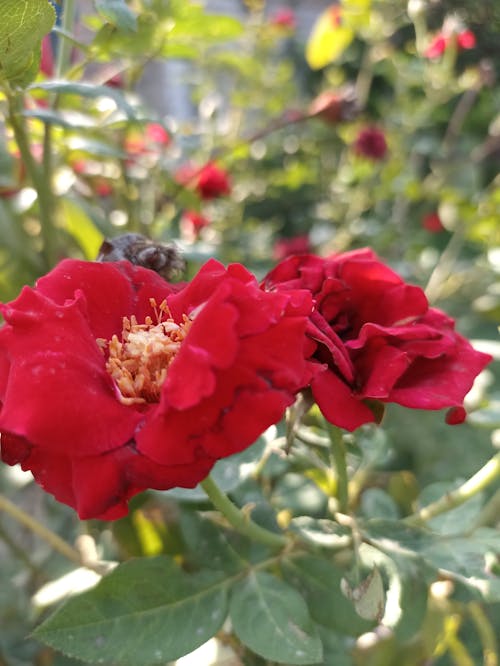 Foto d'estoc gratuïta de flor bonica, flor vermella, flors artificials