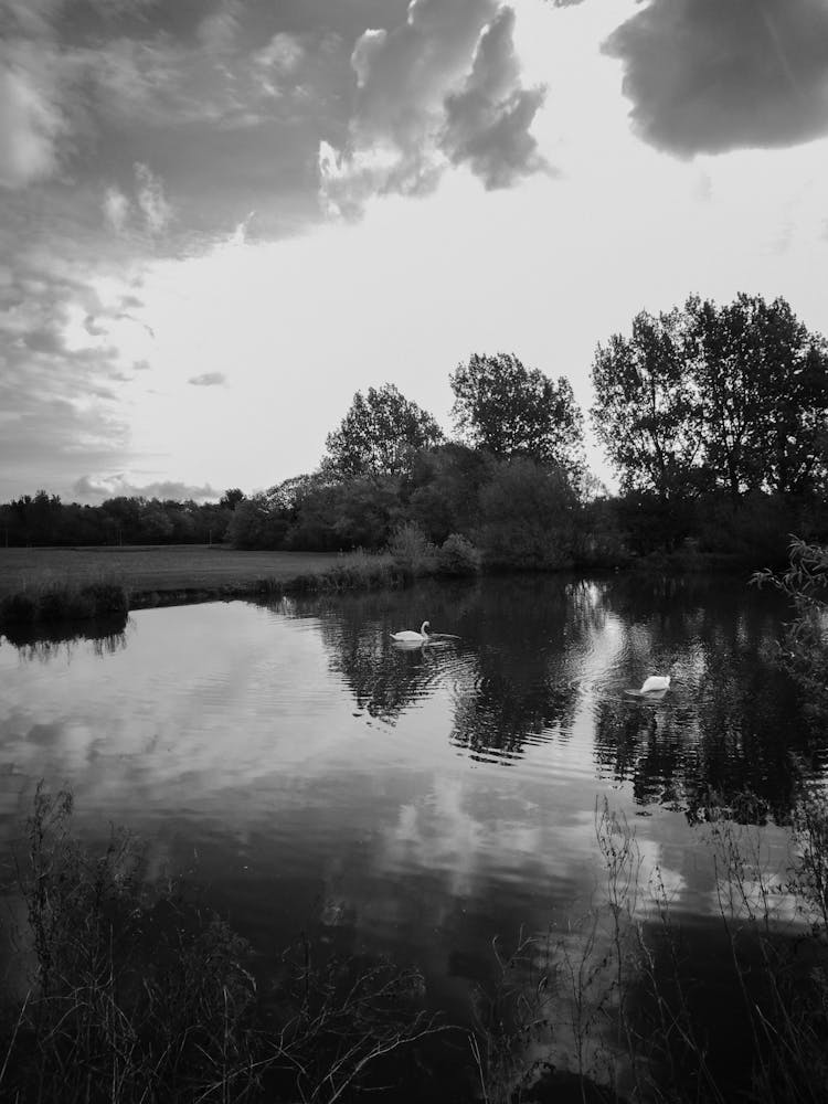 Black And White Picture Of Swans On A River 