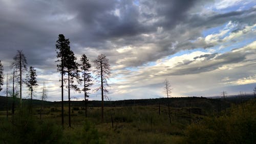 無料 灰色の曇り空の下で裸の木のシルエット 写真素材