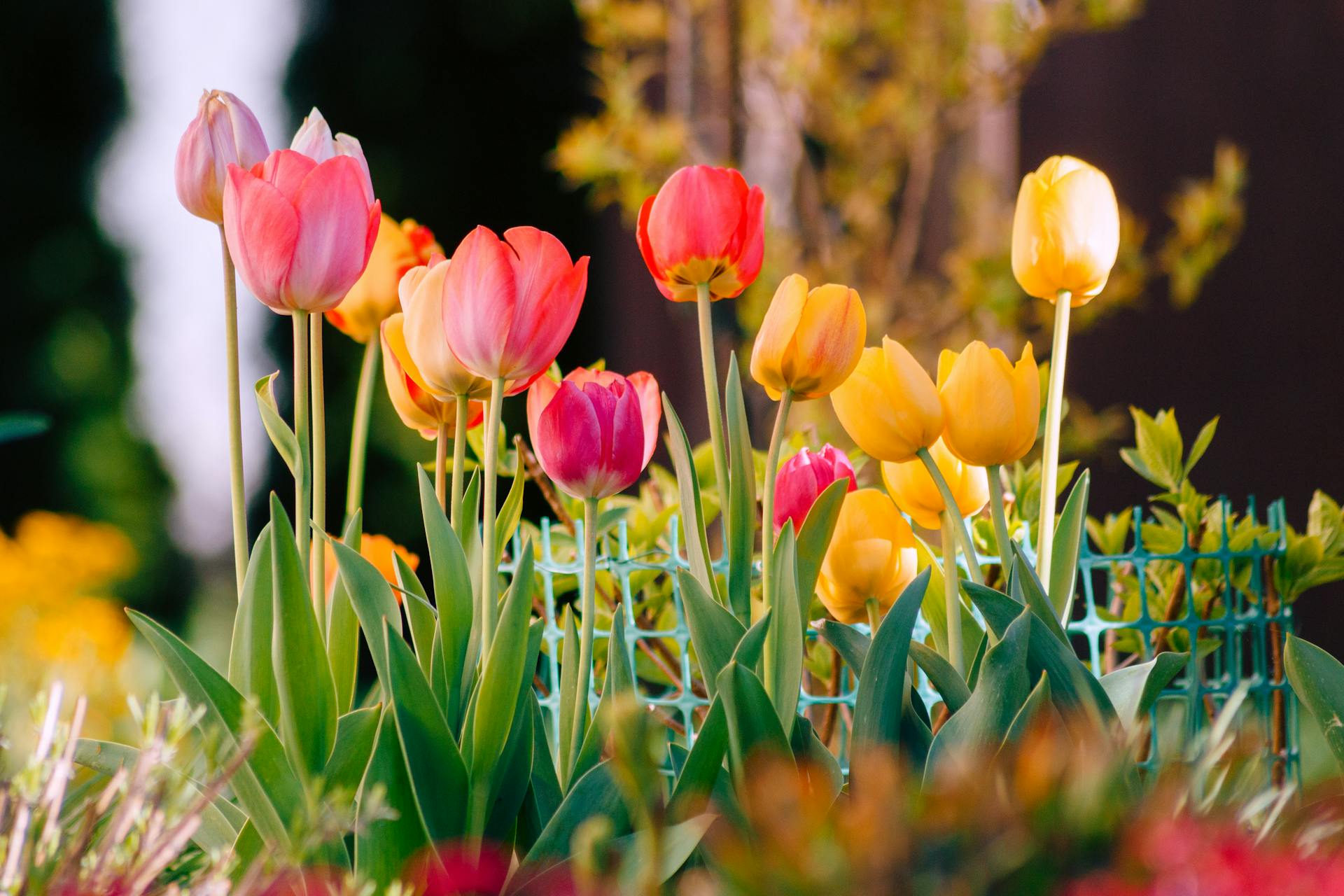 Colorful tulips in bloom during spring in Konin, capturing natural beauty.