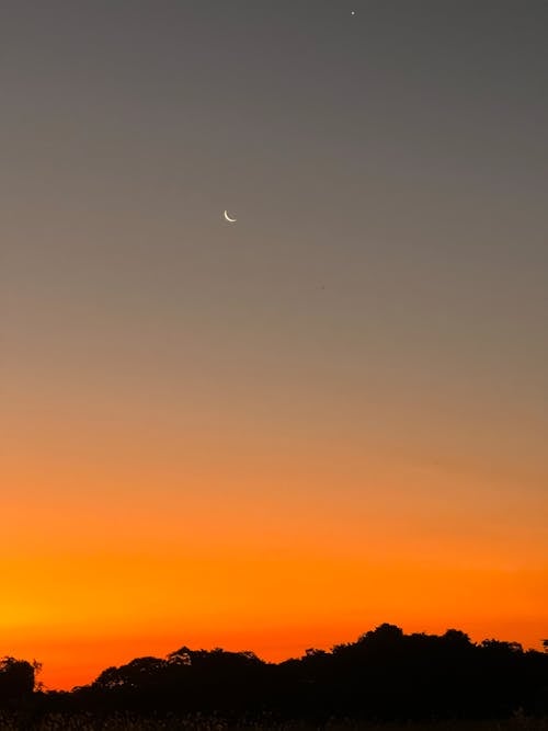 คลังภาพถ่ายฟรี ของ ซิลูเอตต์, ต้นไม้, ตอนเย็น