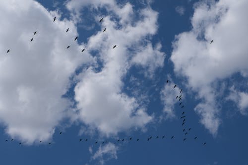 Foto stok gratis alam, awan putih, burung-burung