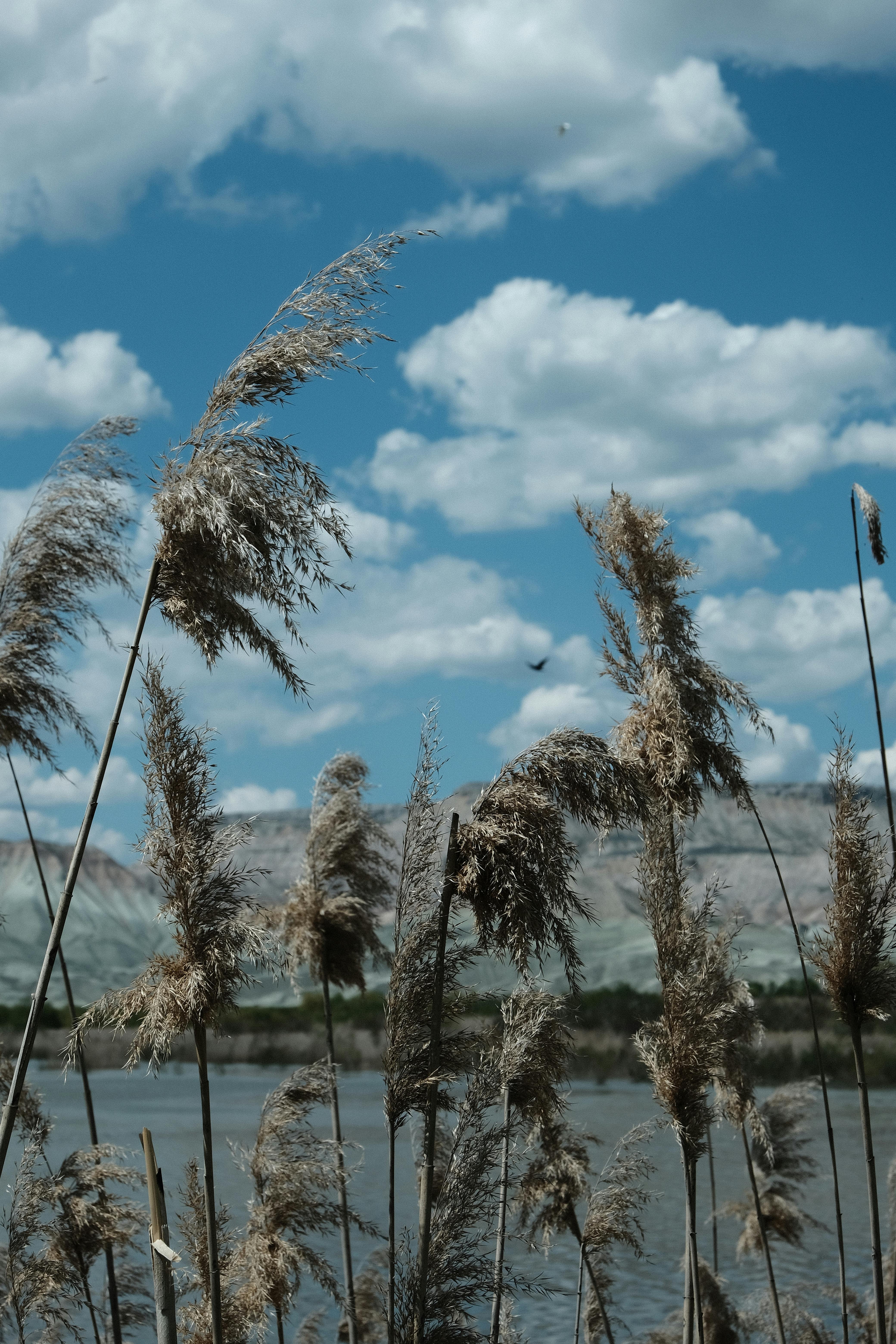 Close-up of reed grasses swaying under a vibrant blue sky with fluffy clouds.