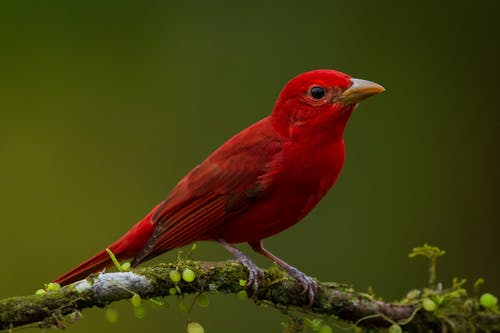 Ilmainen kuvapankkikuva tunnisteilla eläin, kesä tanager, lähikuva