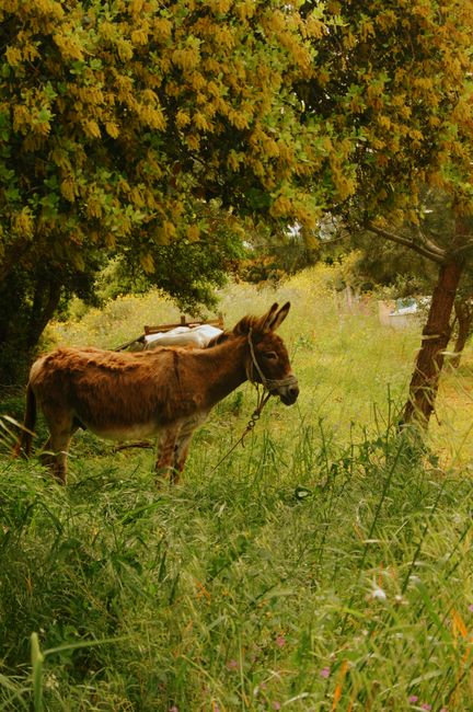 A serene scene of a donkey grazing in the lush greenery of Afionas, Greece, under a vibrant tree.