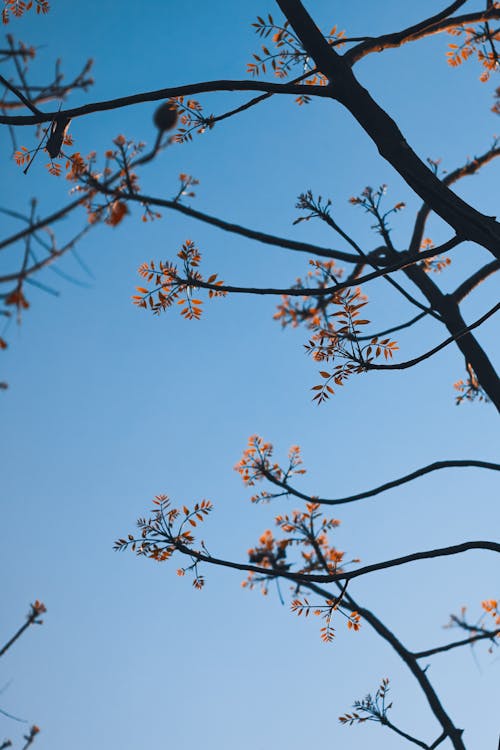 Gratis stockfoto met bladeren, blauwe lucht, boom