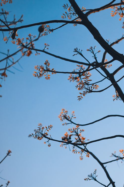 Free A serene view of tree branches silhouetted against a clear autumn sky, capturing nature's beauty. Stock Photo