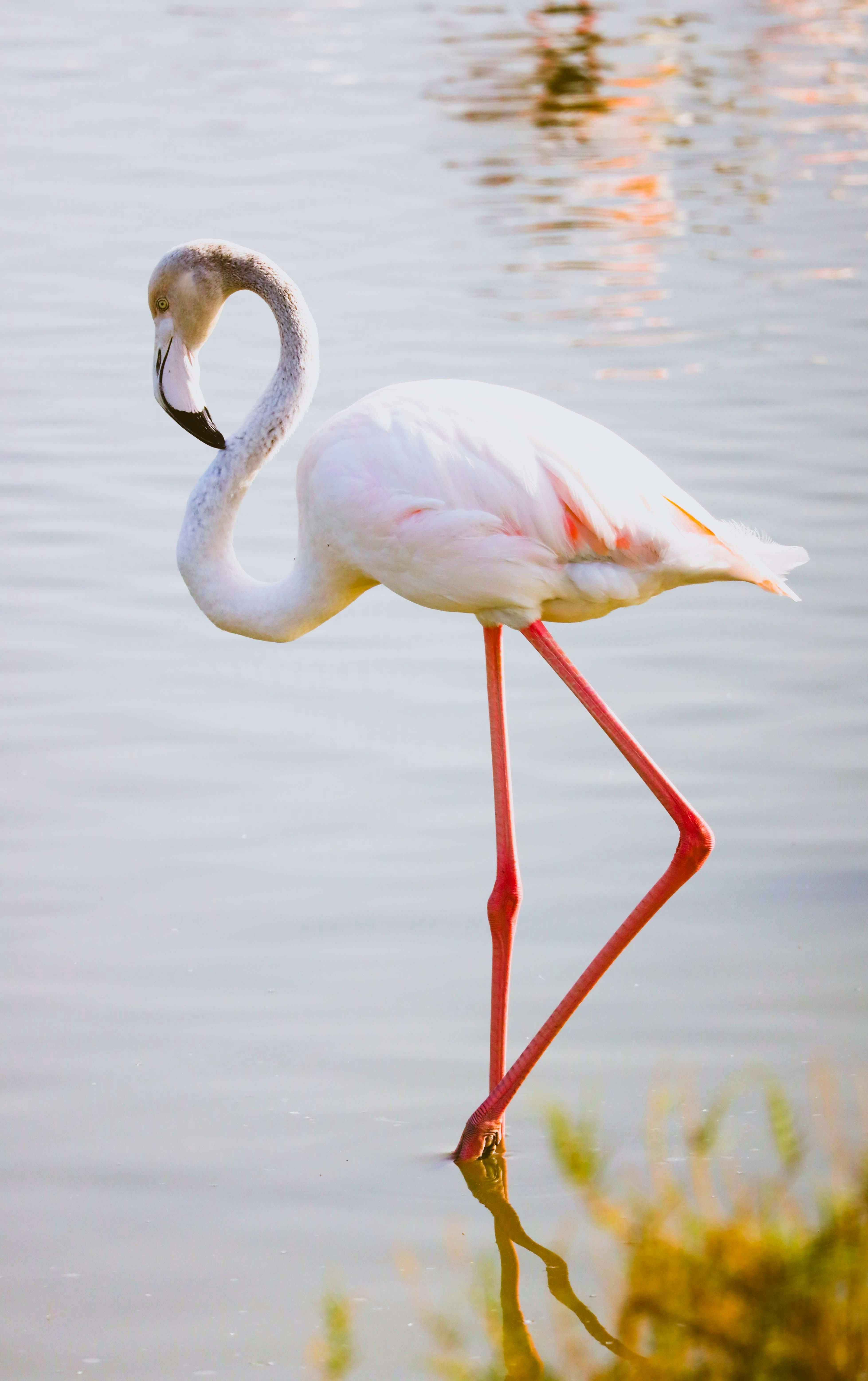 close up of flamingo