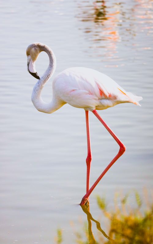 Free Elegant flamingo standing gracefully in water with reflection, showcasing its vibrant pink hues. Stock Photo