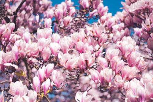 Close-up of Pink Magnolia Flowers on a Tree in Spring 