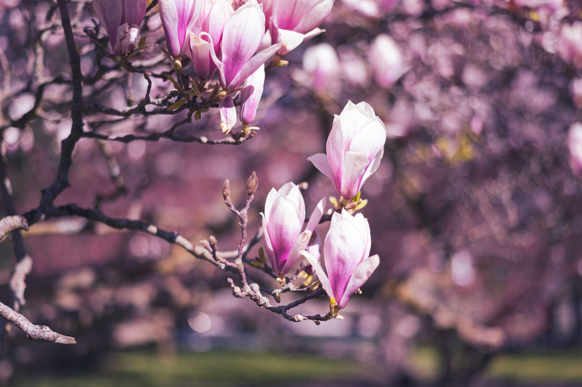 frühling