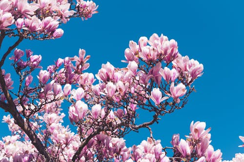 View of Pink Magnolia Flowers on the Background of Blue Sky 