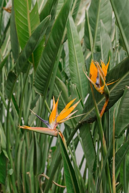 Close-up of bright Bird of Paradise flowers amidst lush leaves, showcasing nature's exotic beauty.