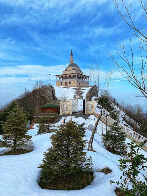 樹, 清真寺, 視圖 的 免費圖庫相片