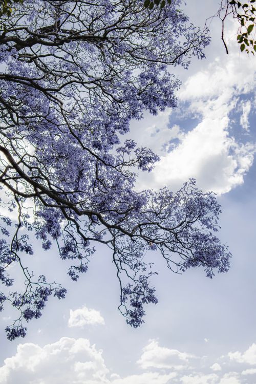 Free Vibrant purple Jacaranda branches against a bright blue sky filled with fluffy clouds. Stock Photo