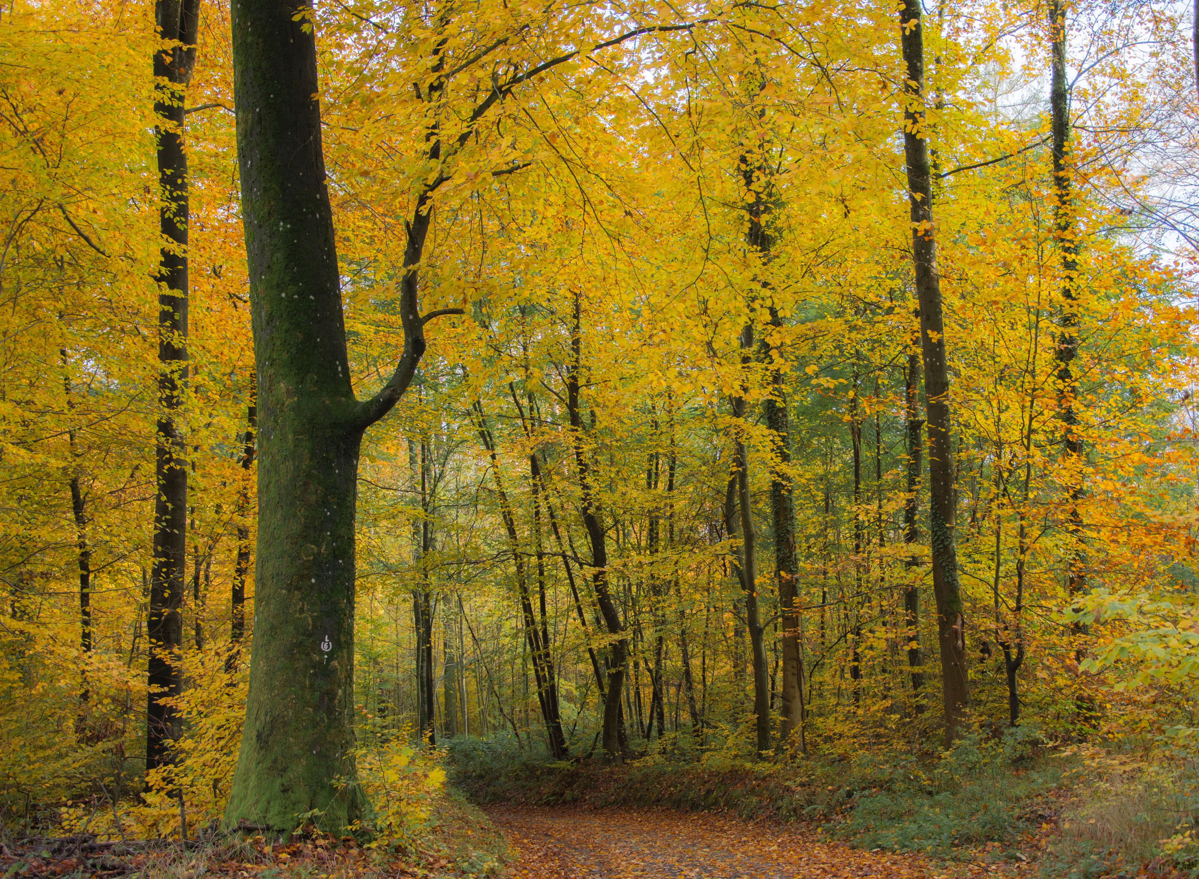 Wandergruppe auf einem herbstlichen Waldweg