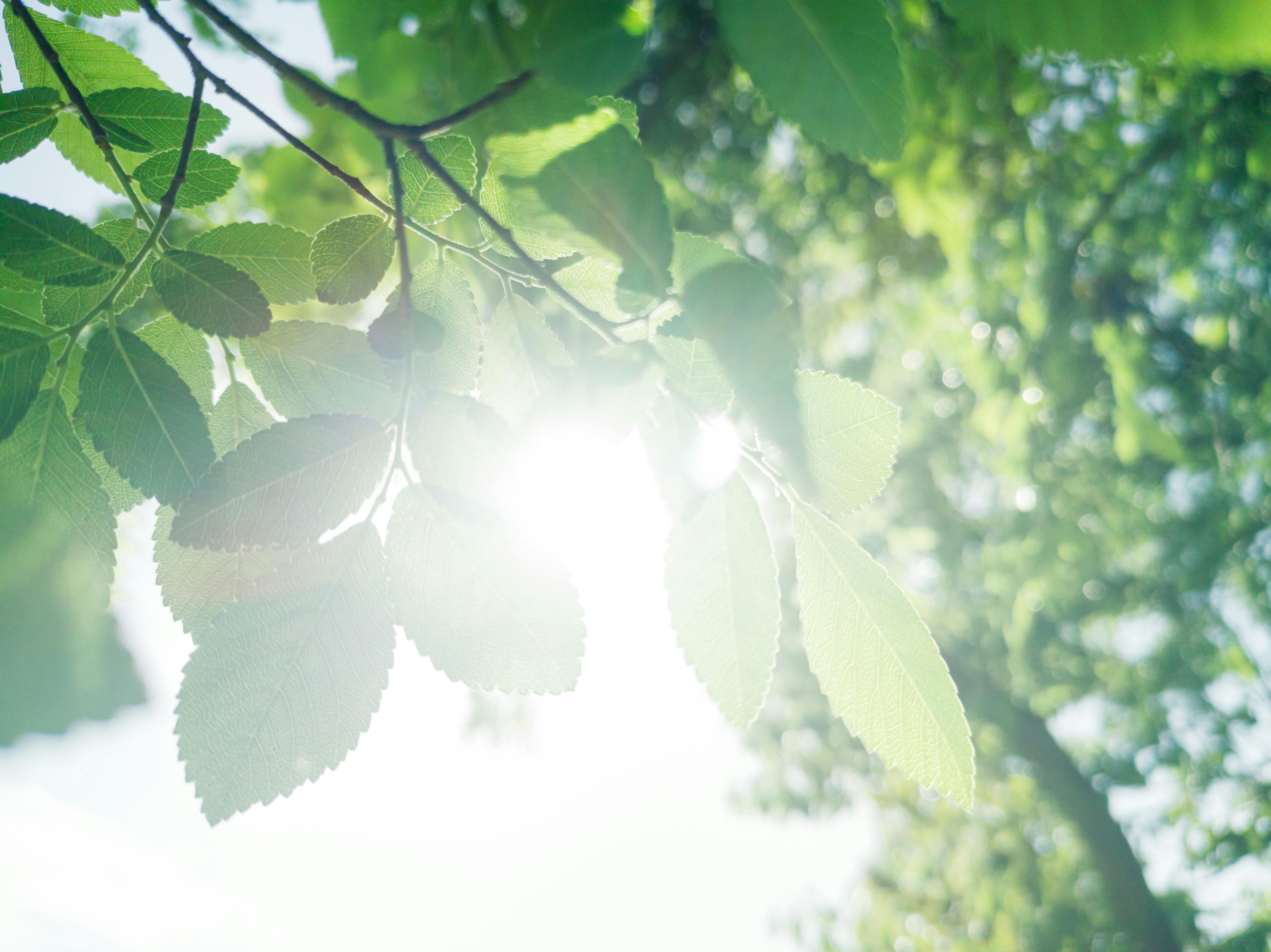 IT and Environmental, Social, and Corporate Governance (ESG), Part One: A CEO and Board Concern — Photo by Benkmod_ Ben on Pe