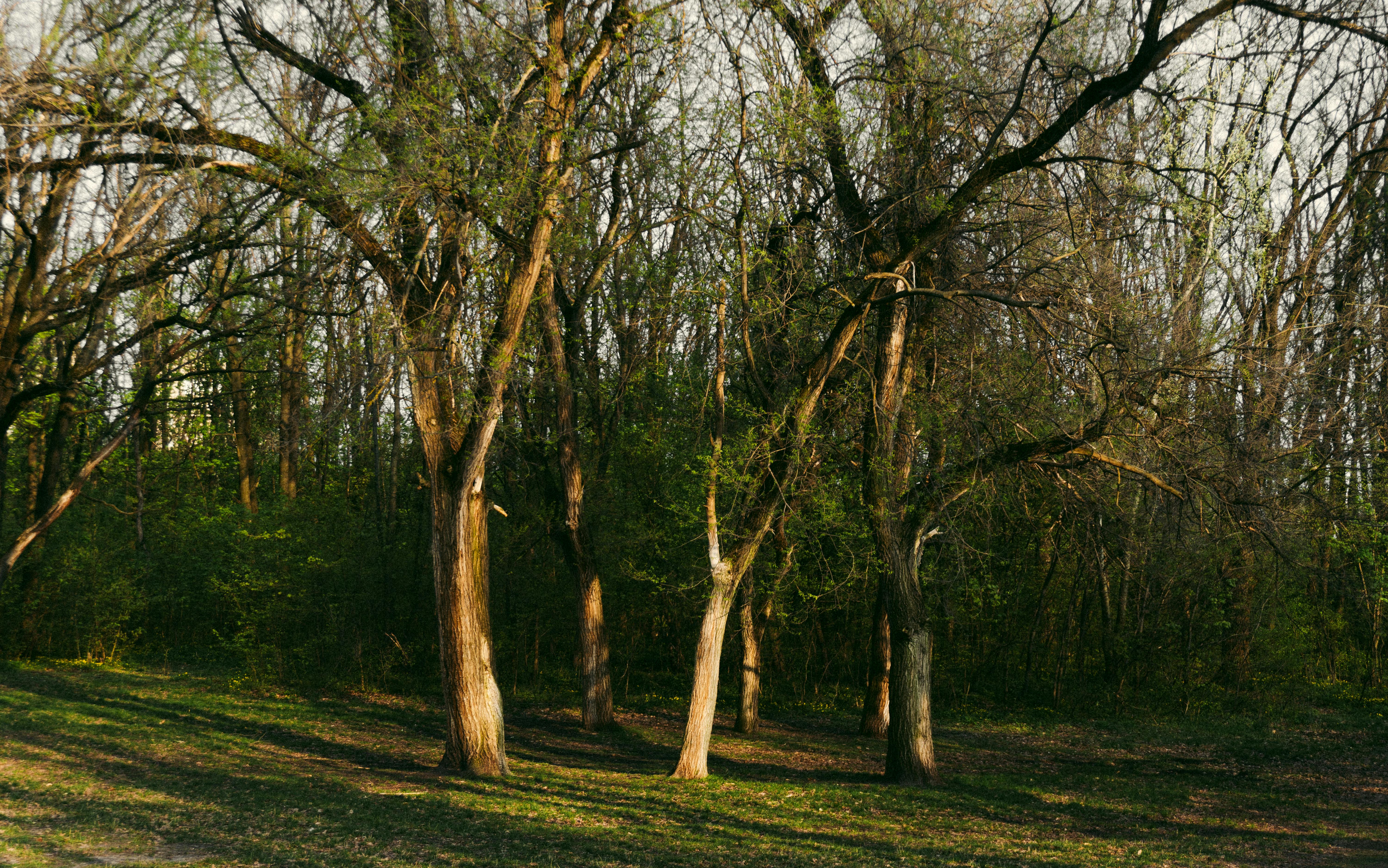 DuPage Forest Preserve executive director leaving for city manager job in Florida — Photo by Дмитрий Рощупкин on Pexels