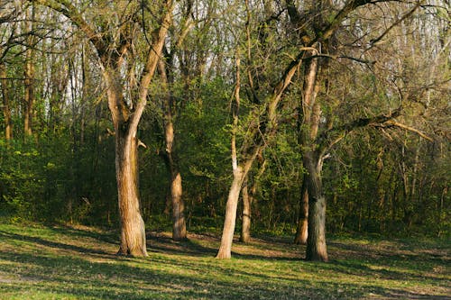 Imagine de stoc gratuită din arbori, centrale, codru