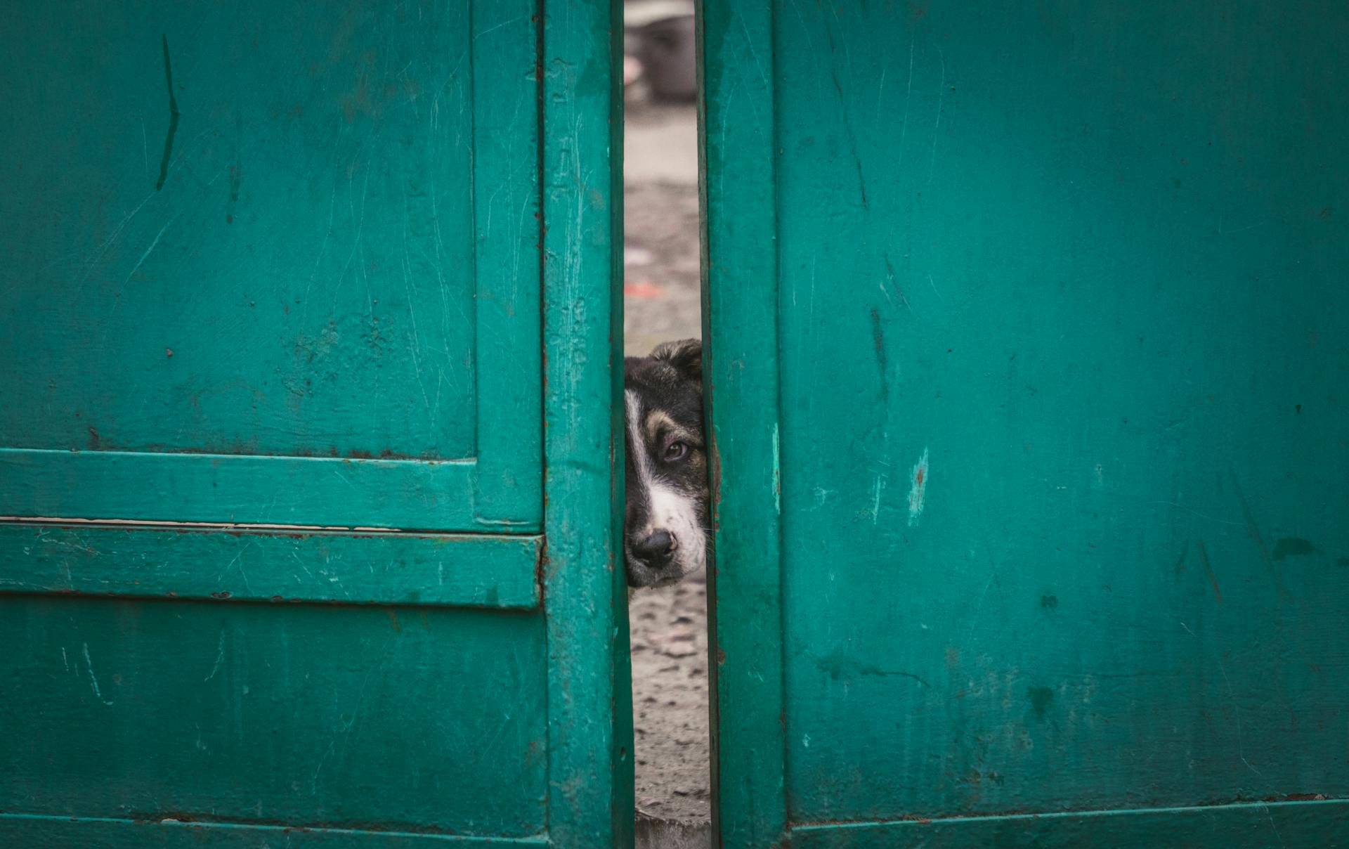 Dog Head behind Gap in Door