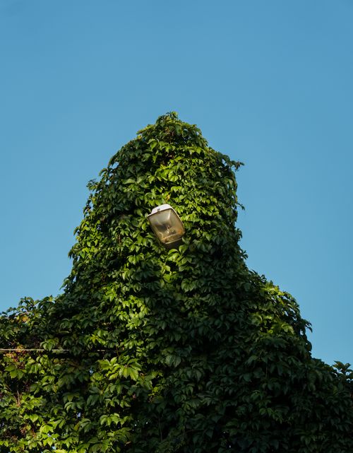 Free A street lamp entwined in dense green ivy leaves against a clear blue sky. Stock Photo
