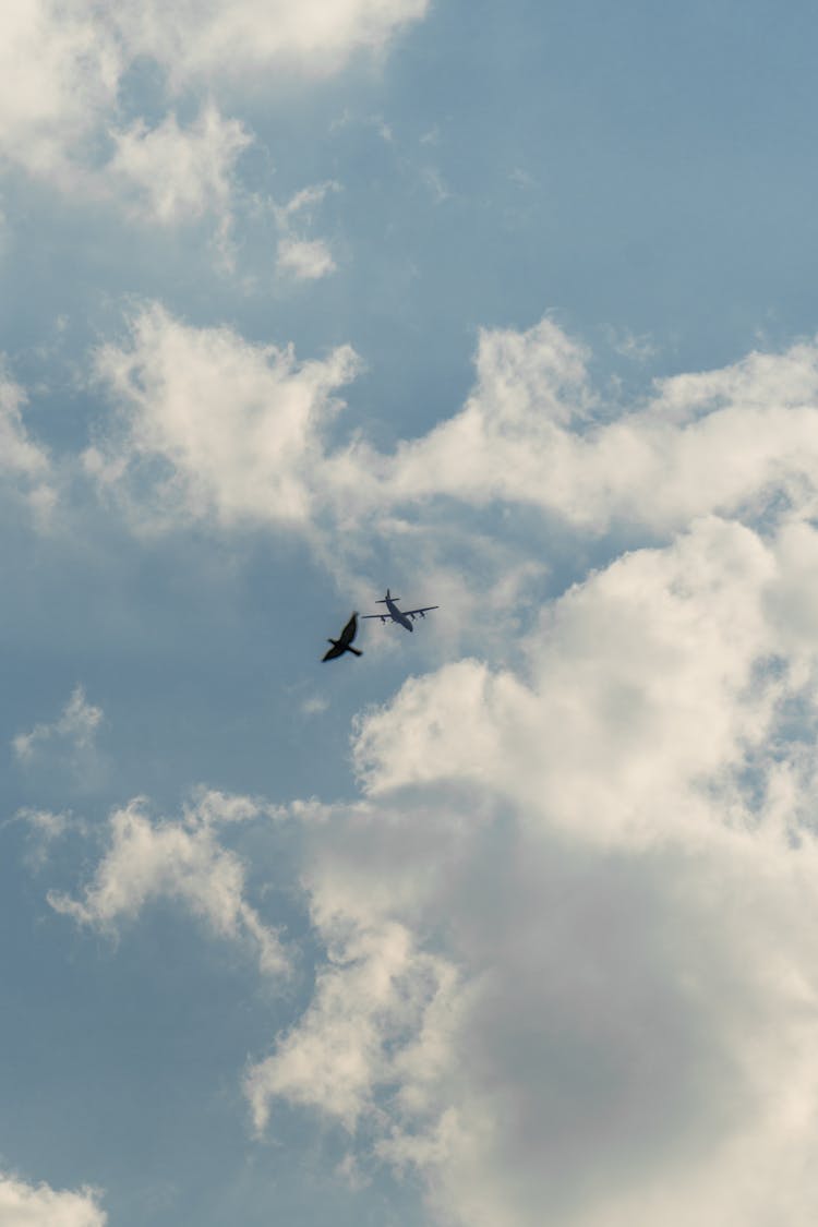 Airplane And Bird On Sky