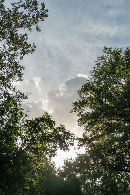 Free Sunny skies peek through trees creating a peaceful and serene atmosphere in nature. Stock Photo