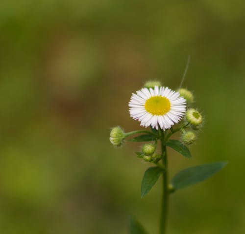 Daisy Flower