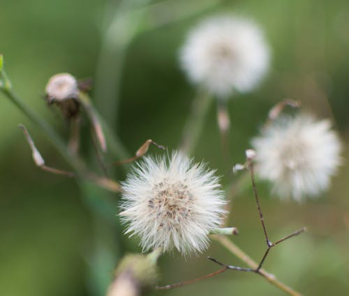 Close up on White Flower