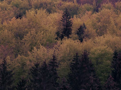 나무, 나뭇잎, 너도밤 나무의 무료 스톡 사진